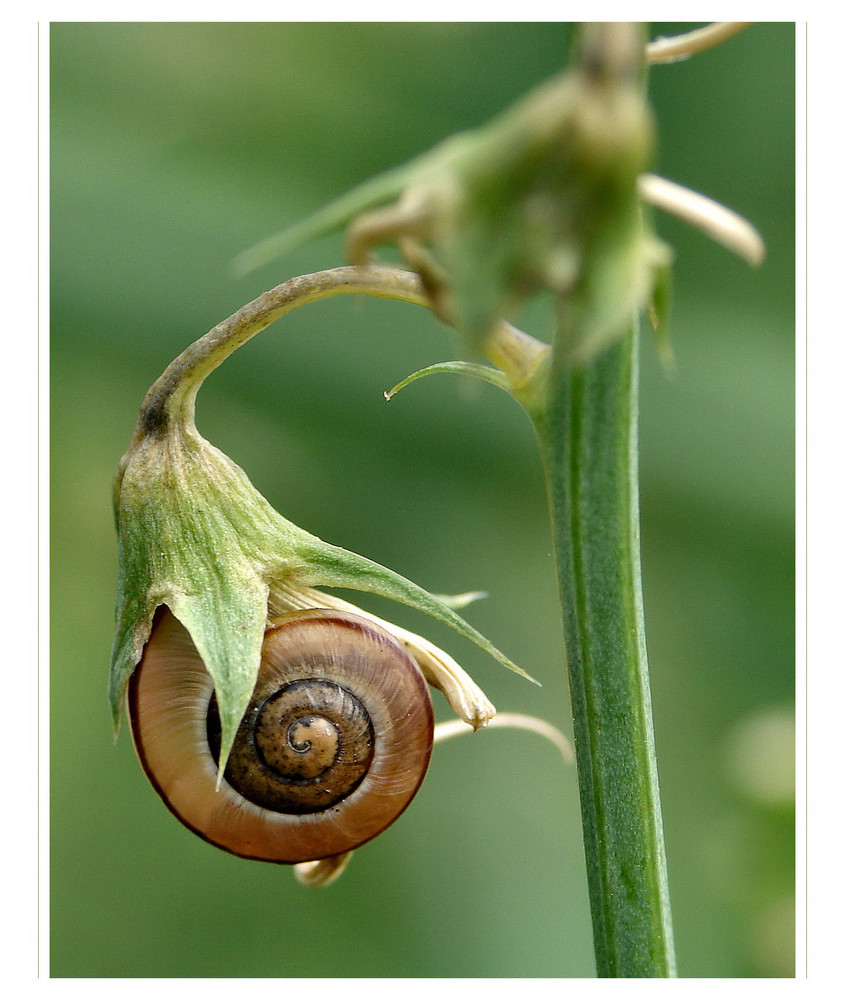 Schneckenblüte