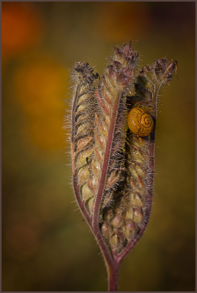 Schneckenblume ...