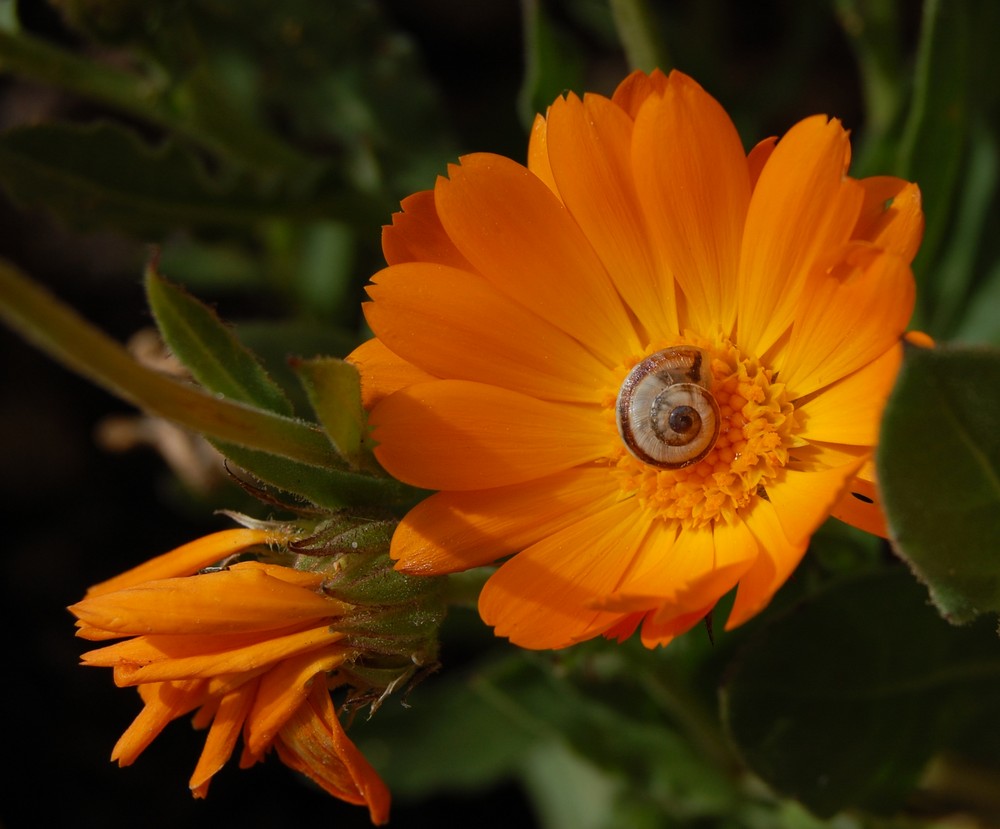Schneckenblume - Blumenschnecke