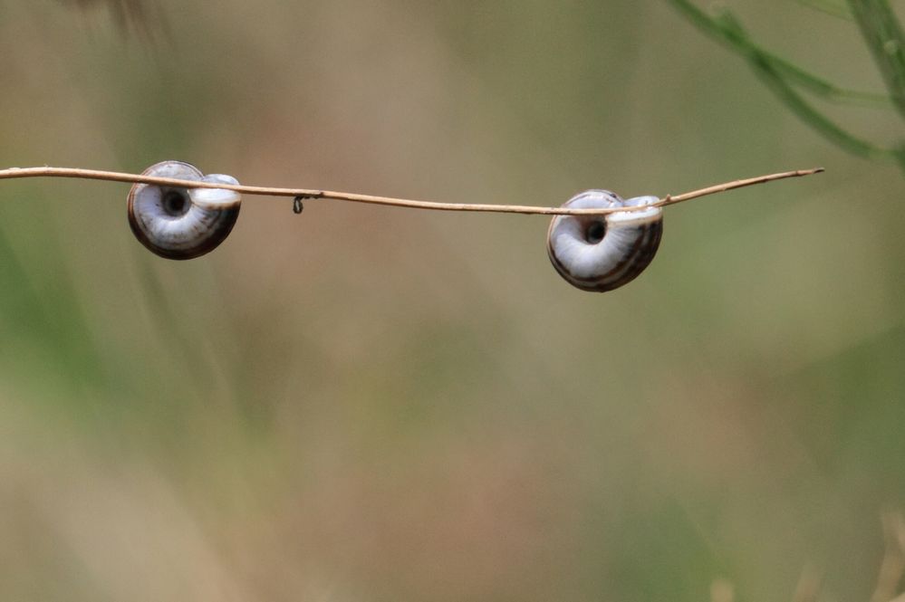 Schneckenbrille