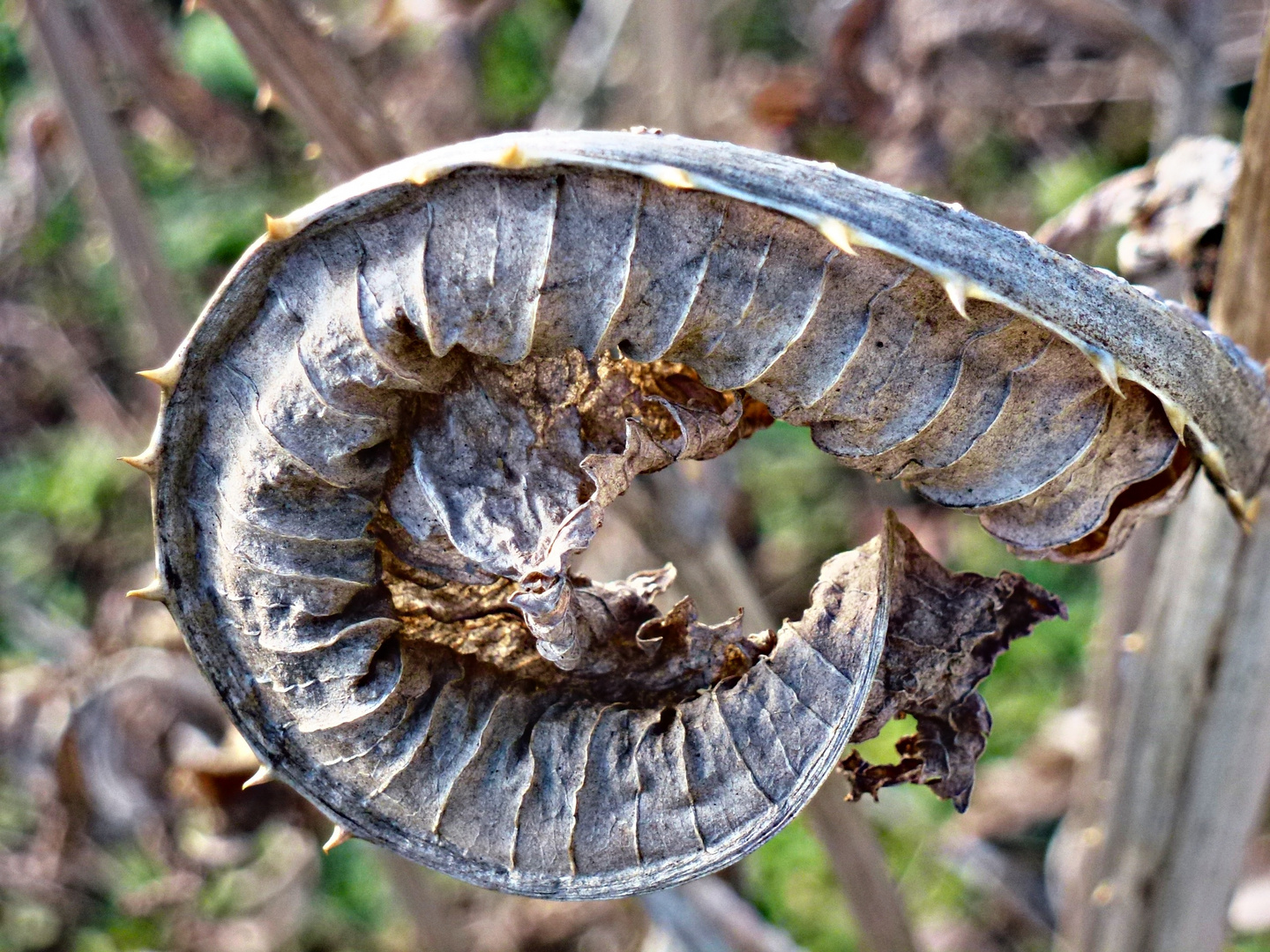 Schneckendes Blatt