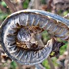 Schneckendes Blatt