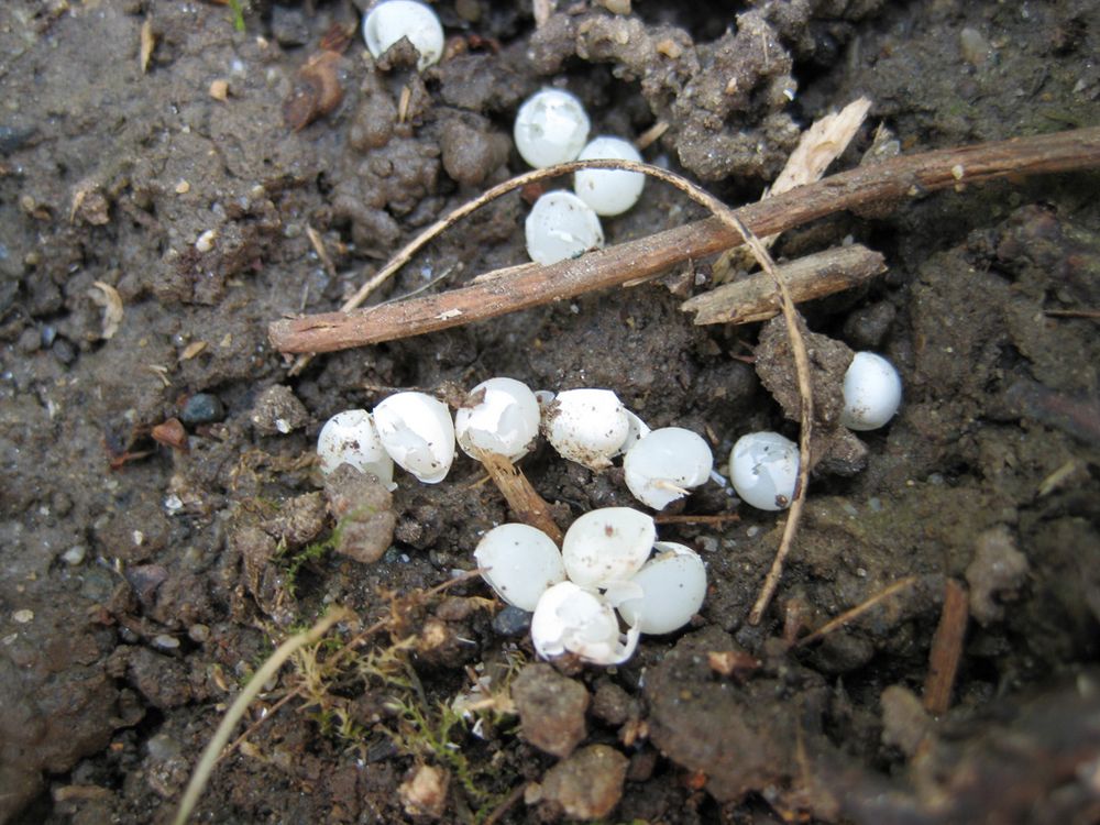Schneckeneier oder was? Foto & Bild andere tiere, natur, tiere Bilder