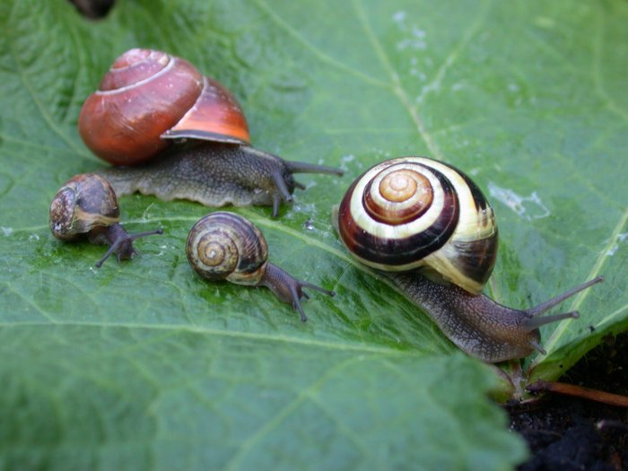 Schneckenfamilie