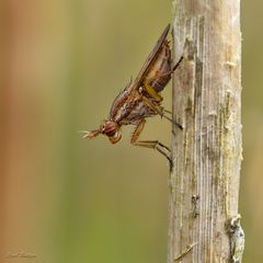 Schneckenfeind Limnia unguicornis