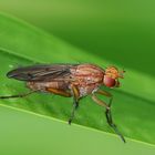 Schneckenfliege der Gattung Tetanocera