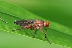 Schneckenfliege der Gattung Tetanocera