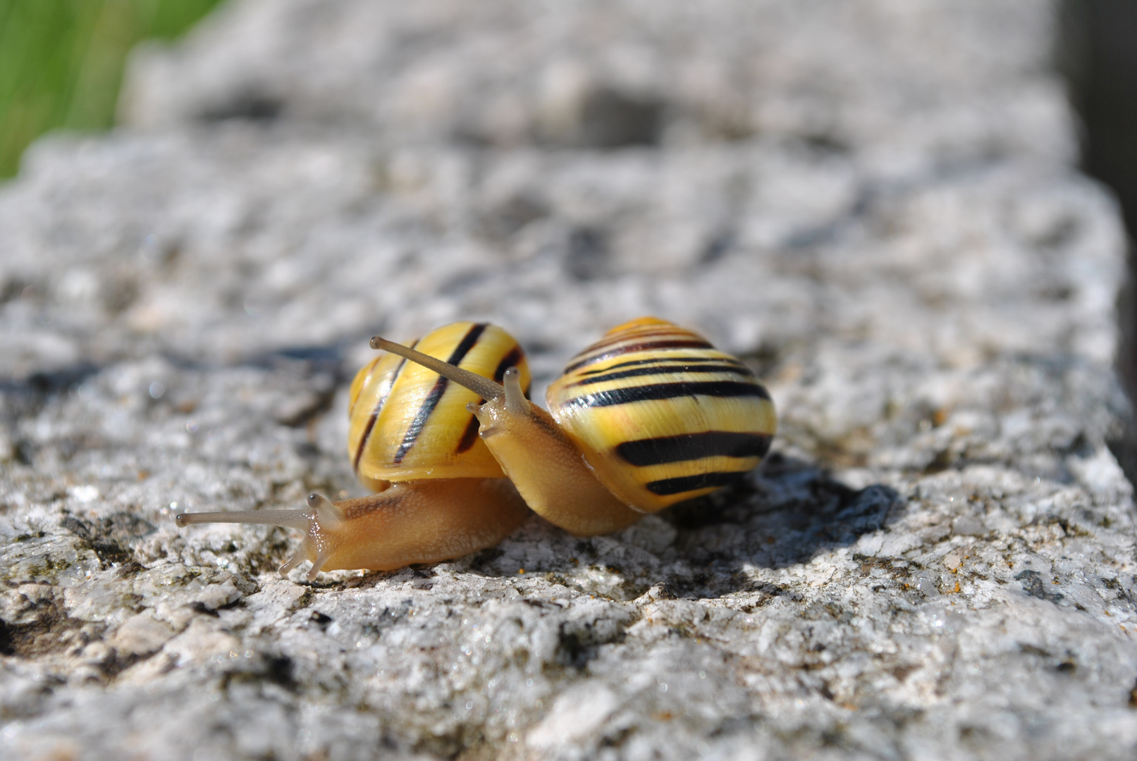 Schneckenfreunde :)