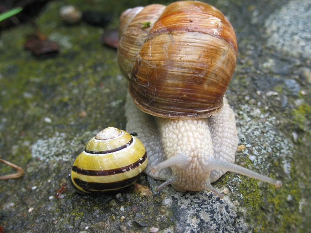 Schneckenfreundschaft