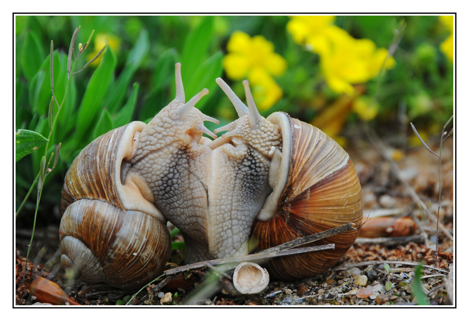 Schneckenfreundschaft