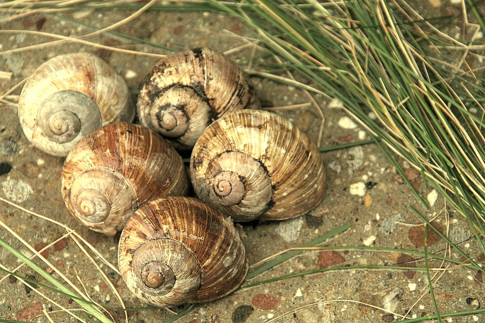 Schneckenfütterung