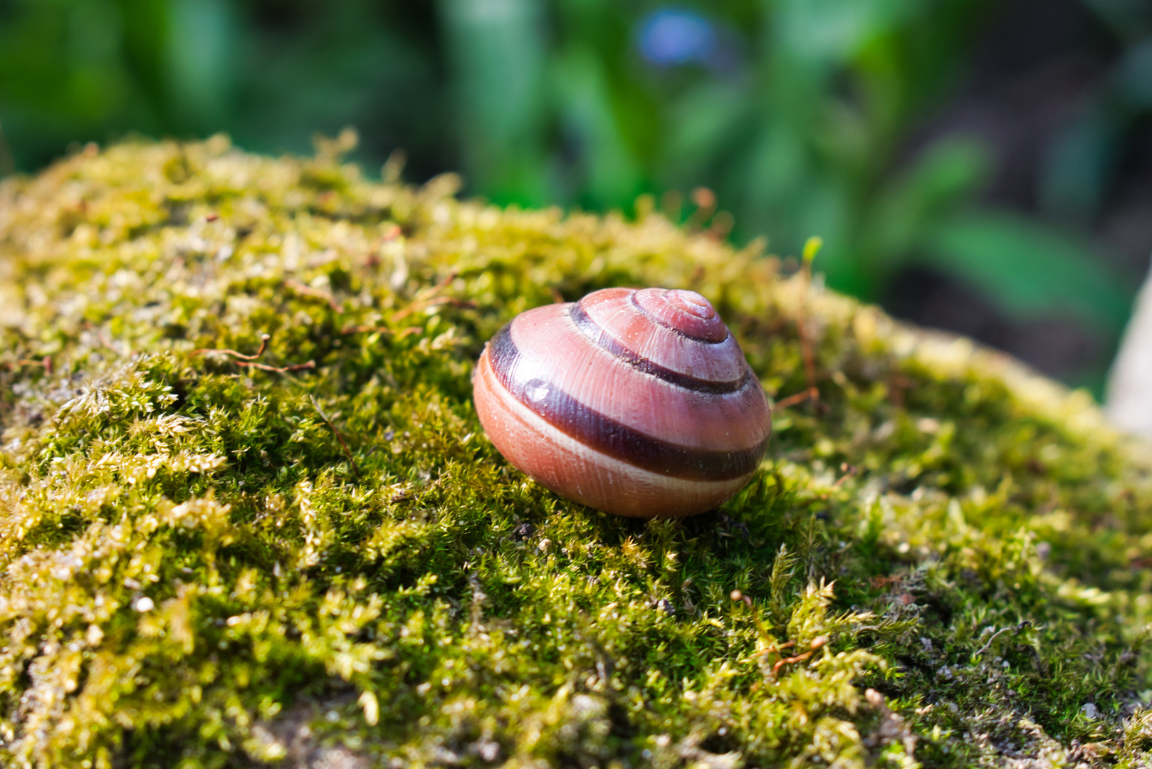 Schneckengehäuse 1 Foto & Bild natur Bilder auf