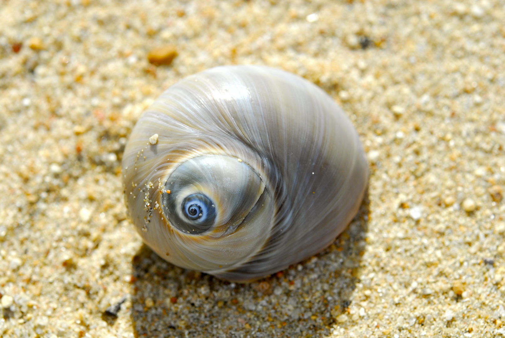 Schneckengehäuse (Thailand 2011)