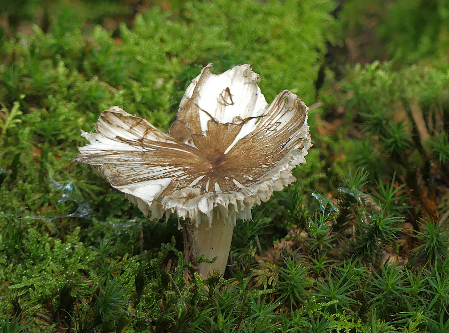 Schneckengeplagter Pilz