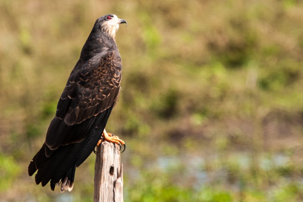 Schneckenhabicht; Brasilien; Pantanal