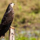 Schneckenhabicht; Brasilien; Pantanal