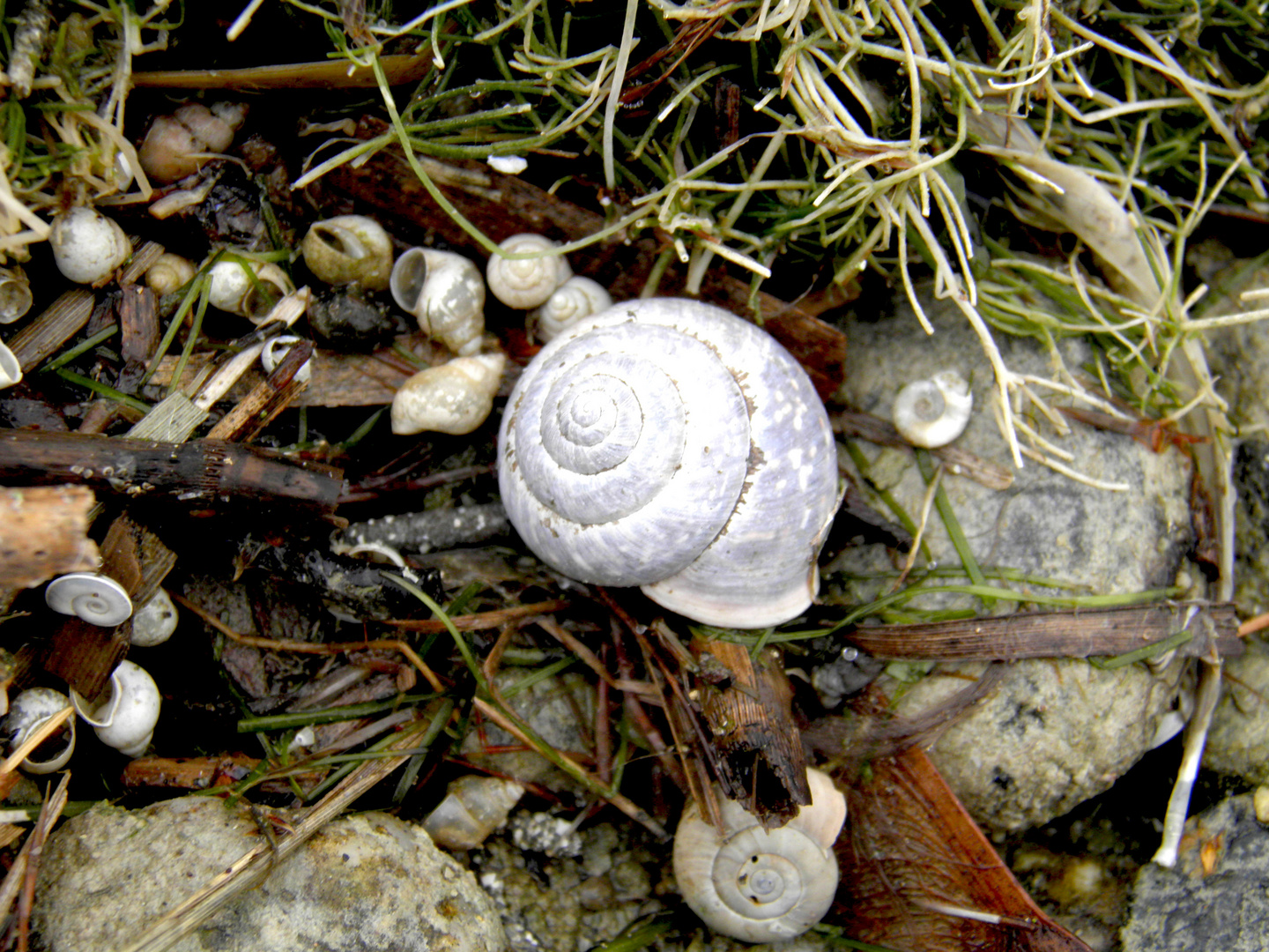 Schneckenhäuser auf dem Boden