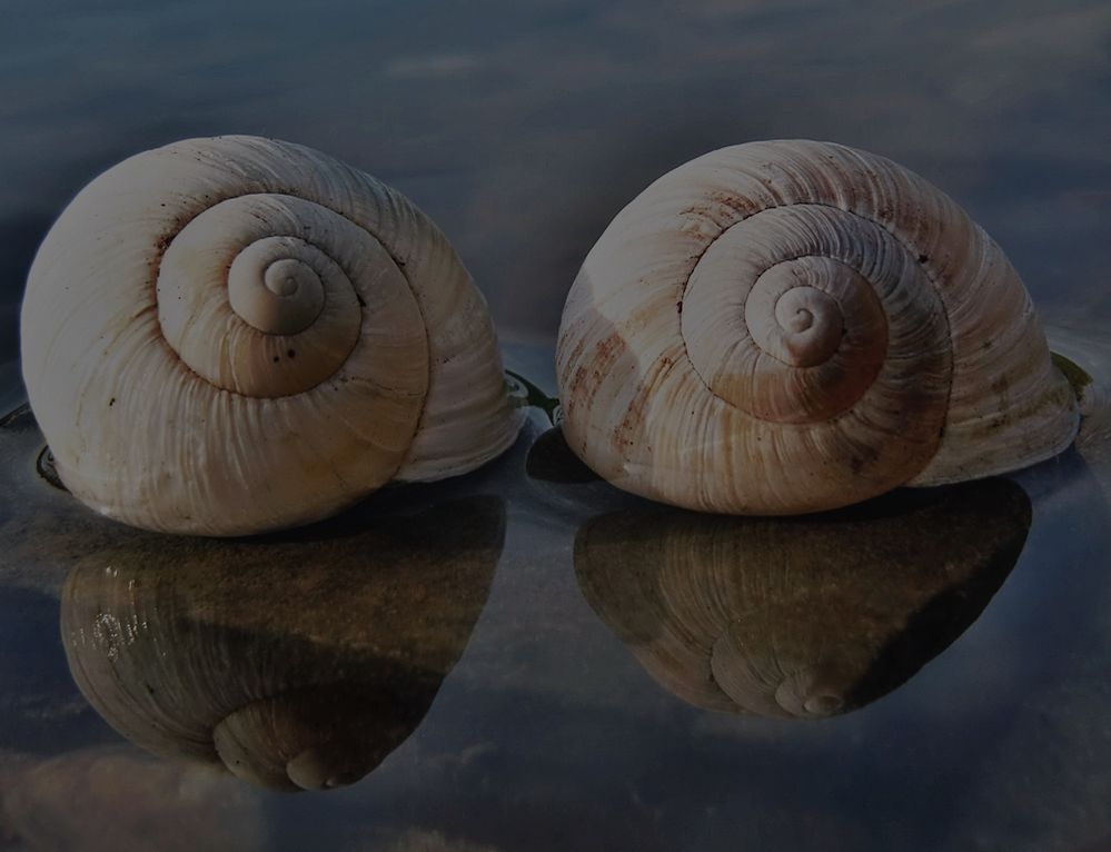 Schneckenhäusschen