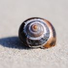 Schneckenhaus am Strand