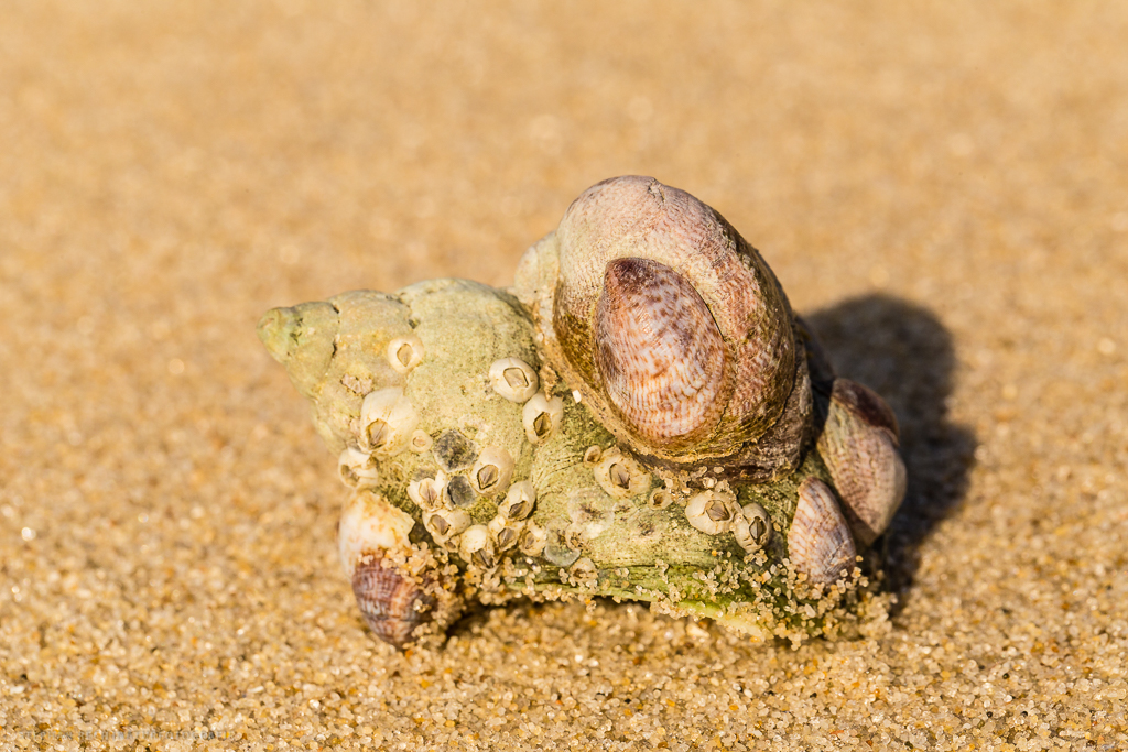 Schneckenhaus am Strand