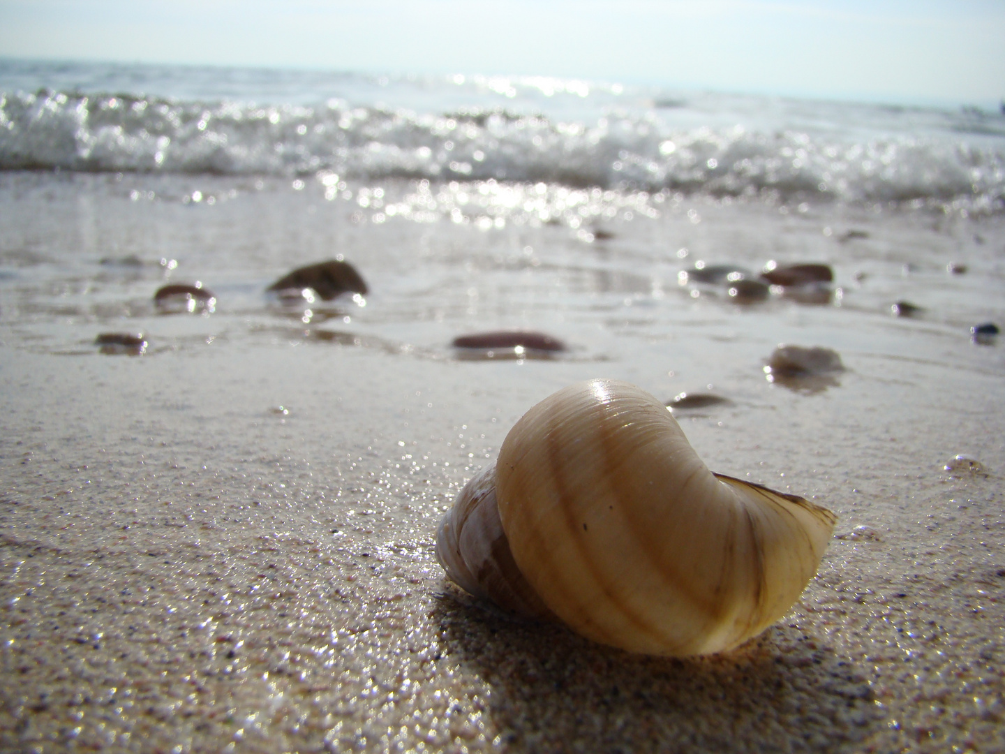 Schneckenhaus am Strand