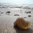 Schneckenhaus am Strand