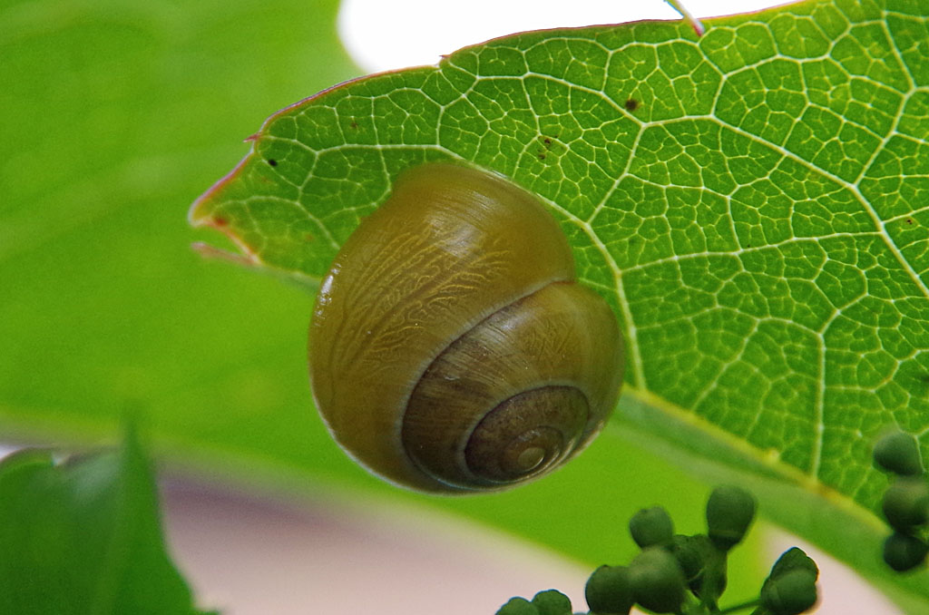 Schneckenhaus auf Blatt