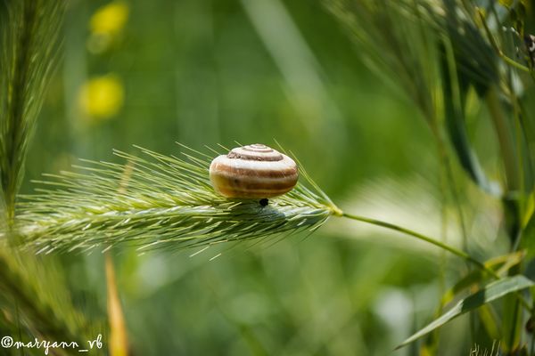 Schneckenhaus auf einer Ähre