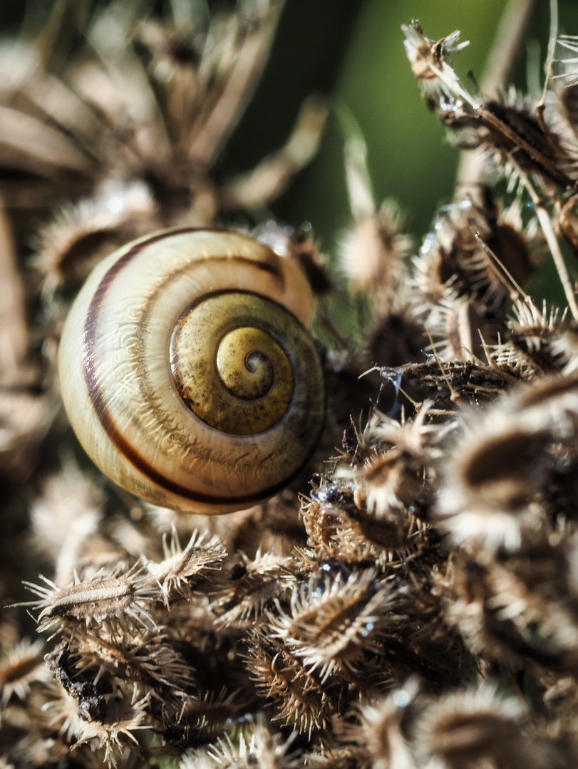 Schnecke(nhaus)