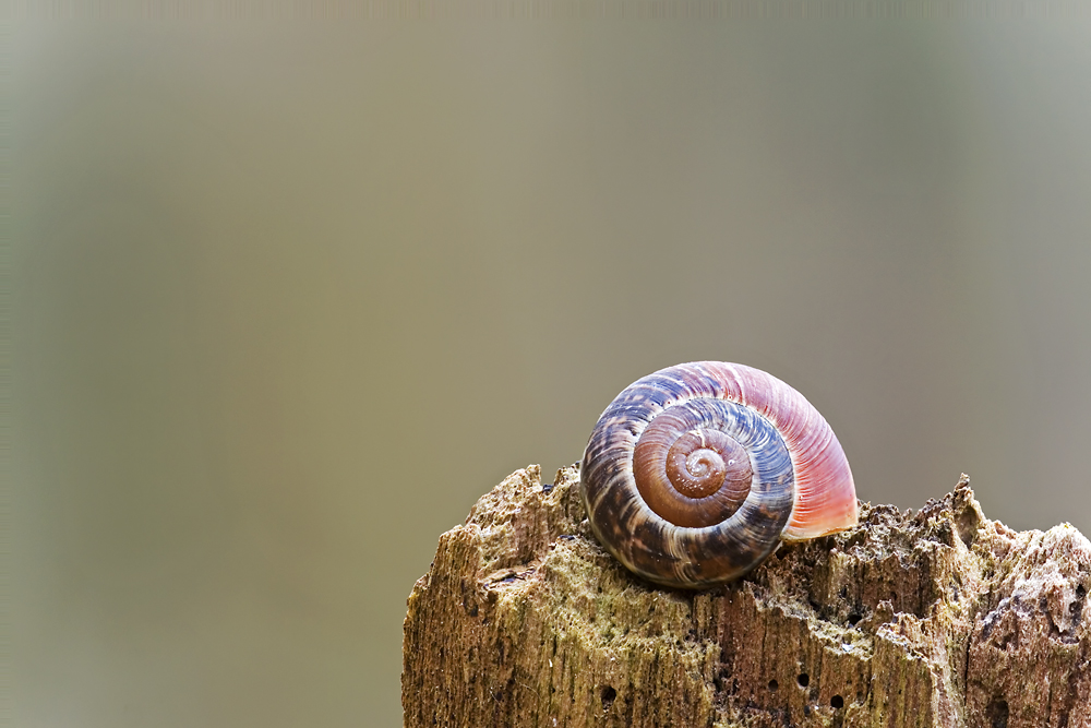 Schneckenhaus Foto & Bild tiere, wildlife, schnecken & muscheln Bilder auf