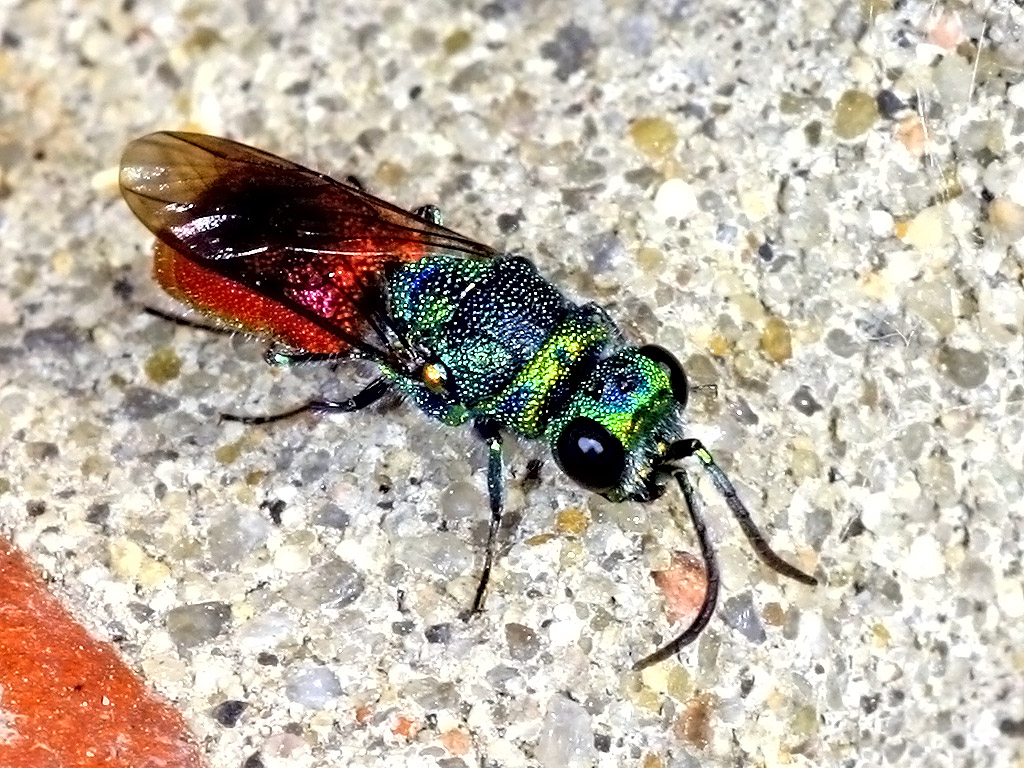 Schneckenhaus-Goldwespe (Chrysis trimaculata)