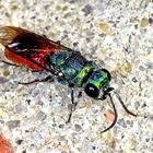 Schneckenhaus-Goldwespe (Chrysis trimaculata)