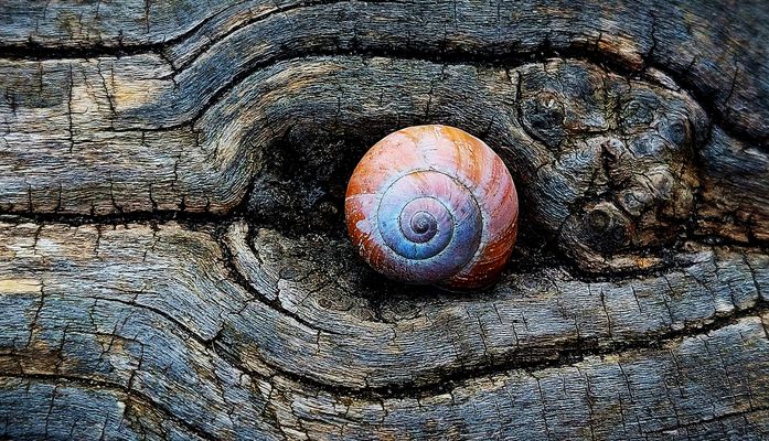 Schneckenhaus im Baumstamm