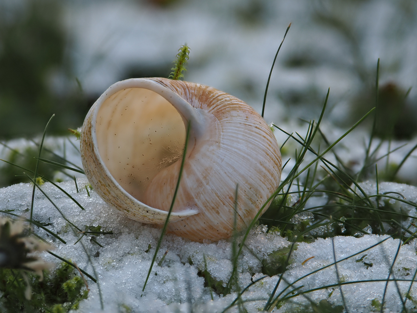 Schneckenhaus im Schnee!