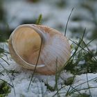 Schneckenhaus im Schnee!