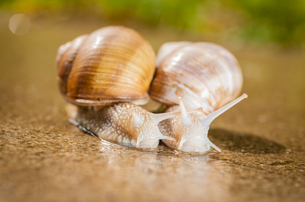 schneckenhochzeit