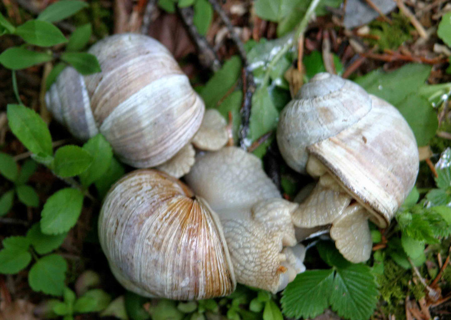 Schneckenhochzeit im Bergwald