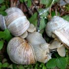 Schneckenhochzeit im Bergwald