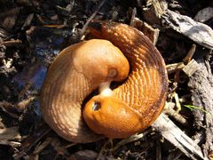 Schneckenhochzeit - Paarung der Roten Wegschnecke (Arion rufus)