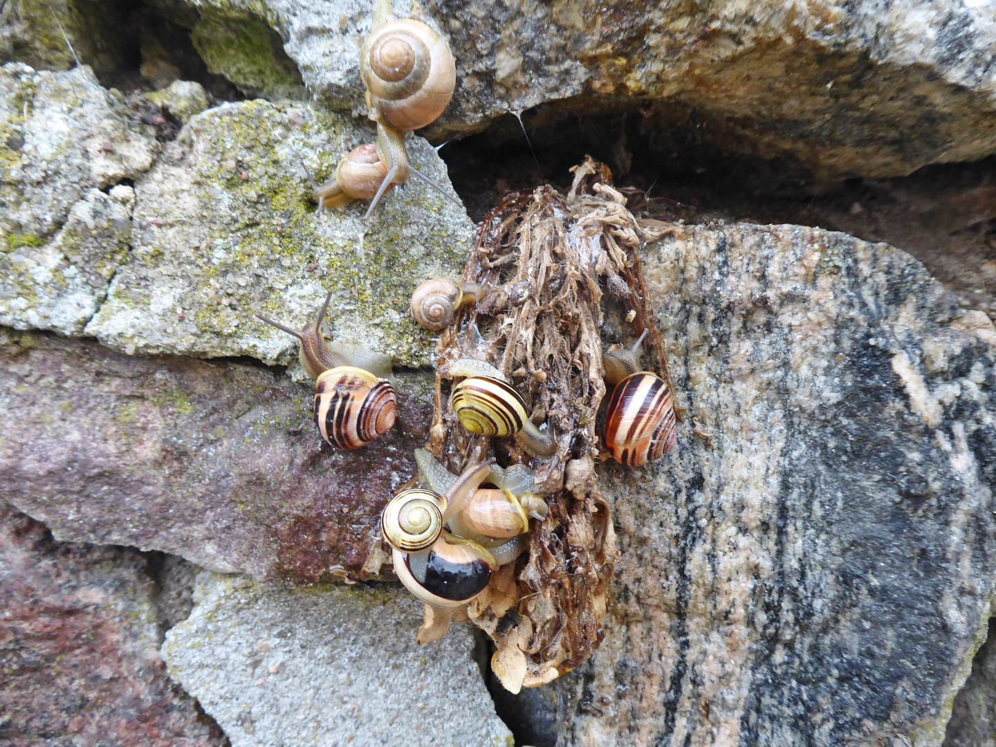 51+ Schneckeninvasion Im Garten, Schnecken richten im garten großen