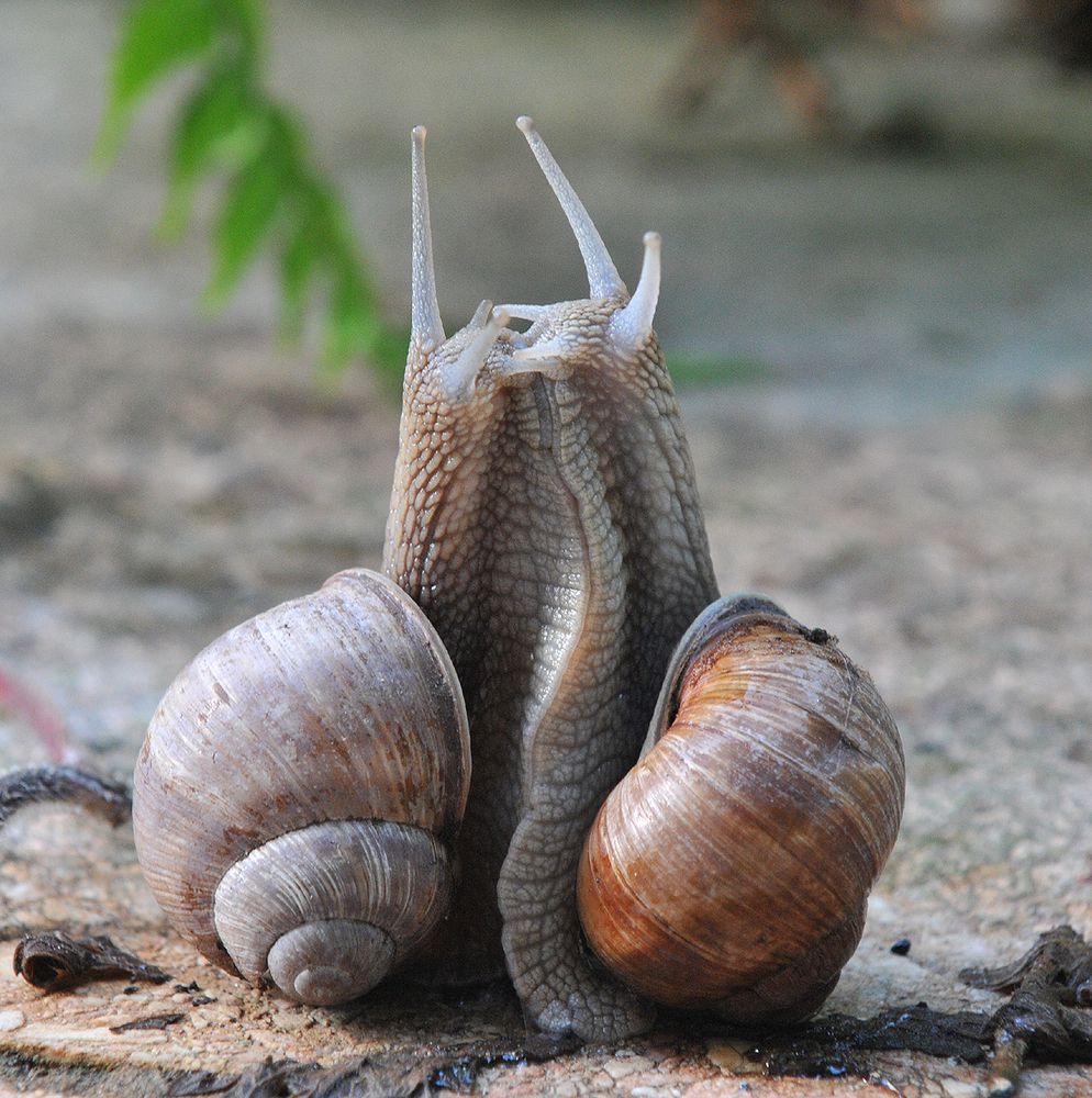 Schneckenknutschen