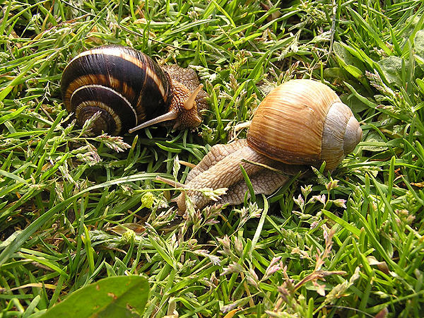 Schneckenkönig mit Begleitschnecke