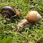 Schneckenkönig mit Begleitschnecke