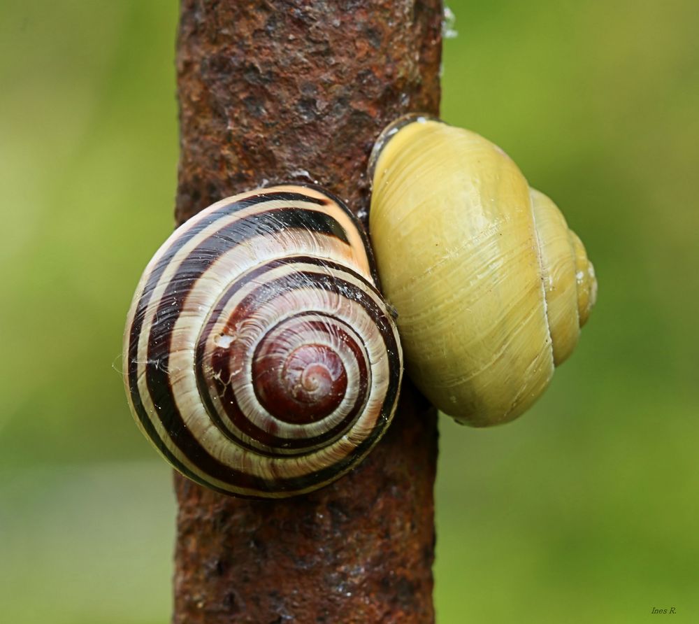 ~~~ Schneckenkuscheln ~~~