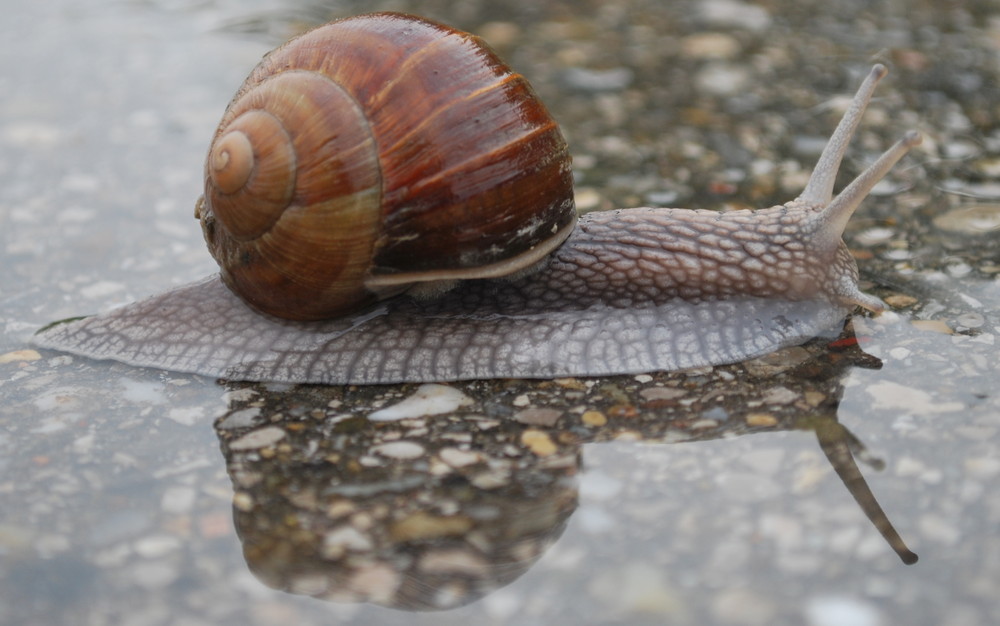 Schneckenlauf