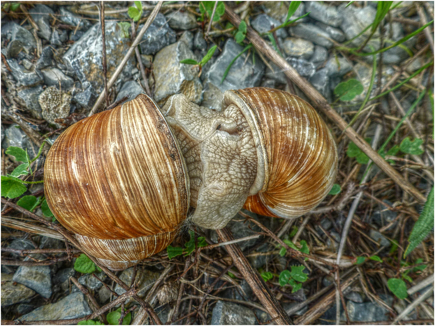 Schneckenliebe