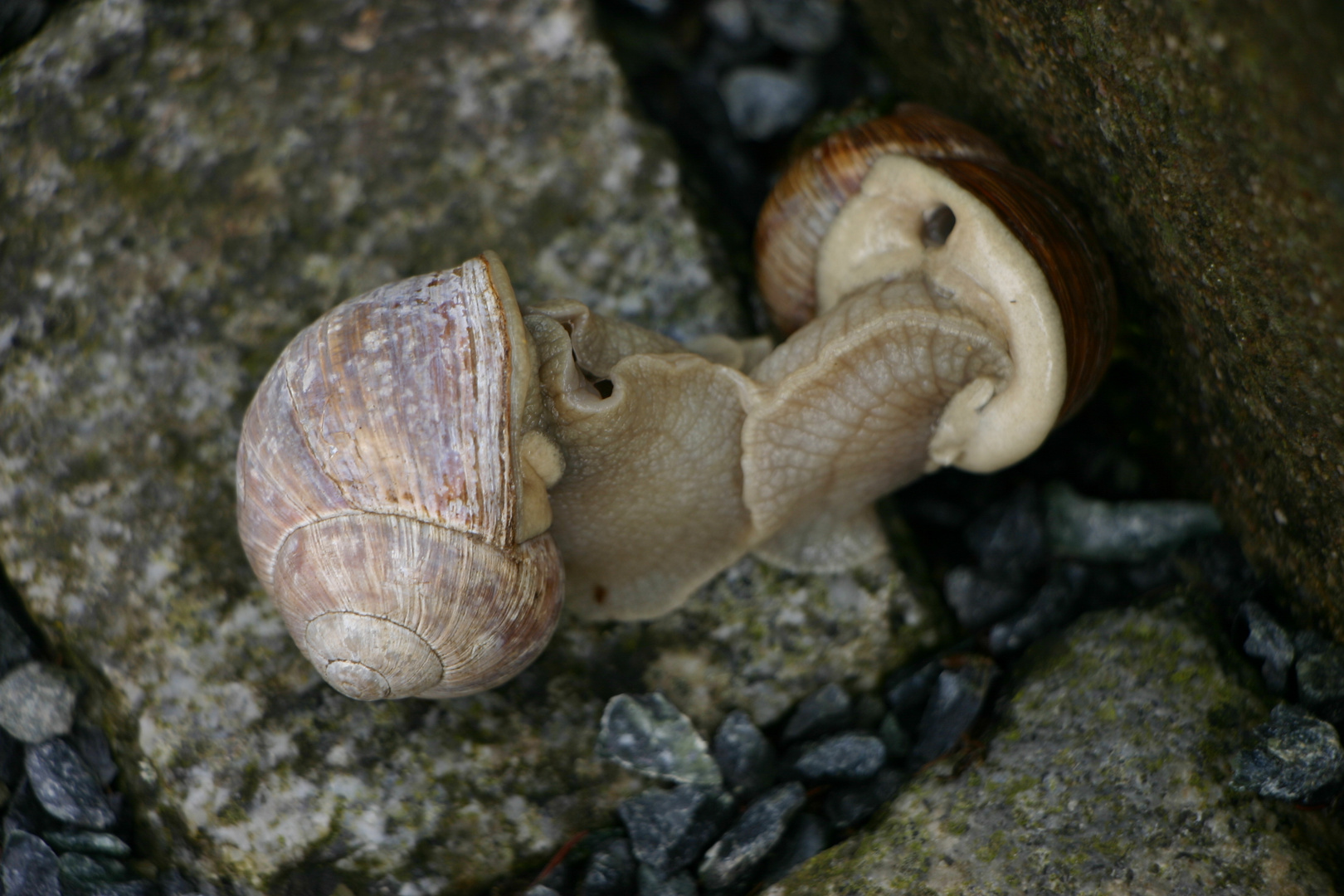 Schneckenliebe