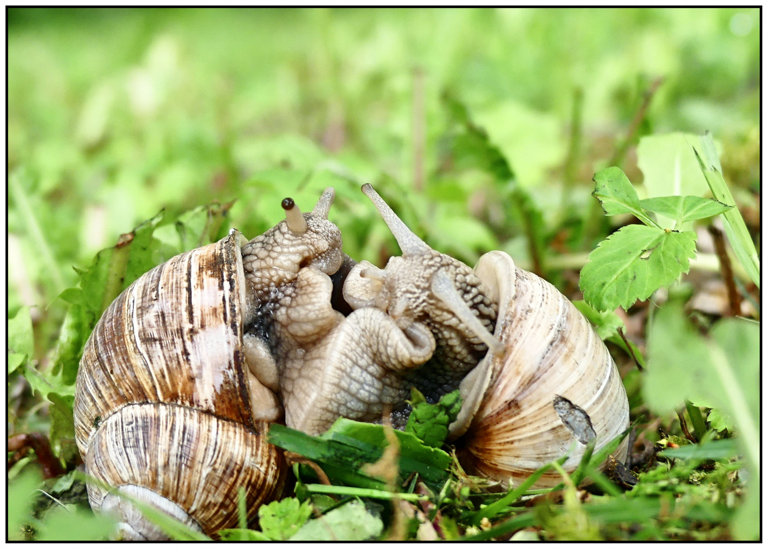 Schneckenliebe