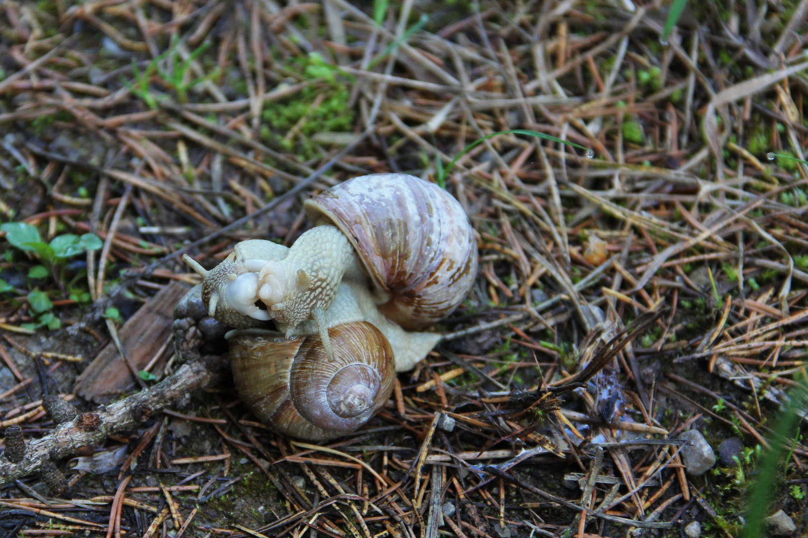 Schneckenliebe