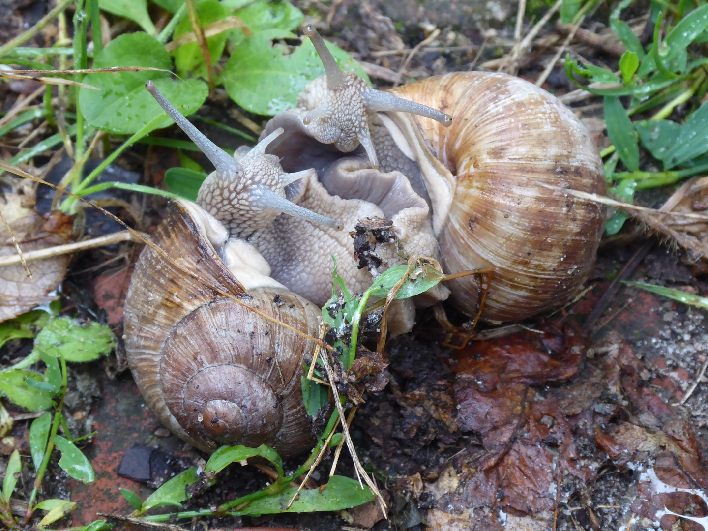 Schneckenliebe